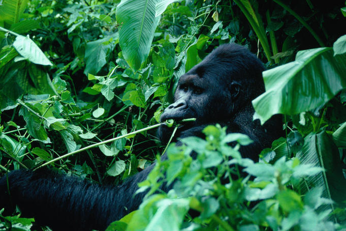 The Mountain gorillas are found in the Virunga volcanoes that separate Zaire from Rwanda and Uganda.