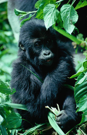 A juvenile Mountain gorilla in the Virunga volcanoes that separate Zaire from Rwanda and Uganda.