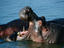 Hippos, Burundi