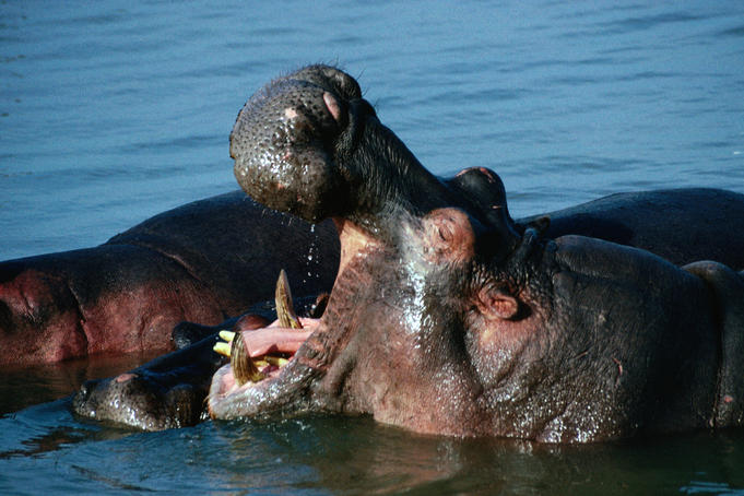 Hippos can be quite fearsome with incredibly strong jaws