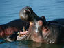 Hippos can be quite fearsome with incredibly strong jaws