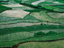 Landscape of rice paddies.