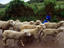 Shepherd girl, Guatemala