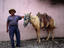 Man and horse, Guatemala