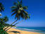 Palm trees on Isla Verde near San Juan.