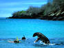 A sea lion frolics with snorkellers off green beach.