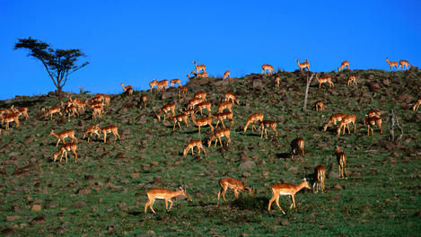 Image_1447-7
