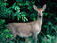Image_1448-21