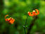 Tiger lilies, Prairie Creek, Redwood National Park