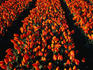 Tulip bulb field in spring.