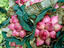 Image_1462-5