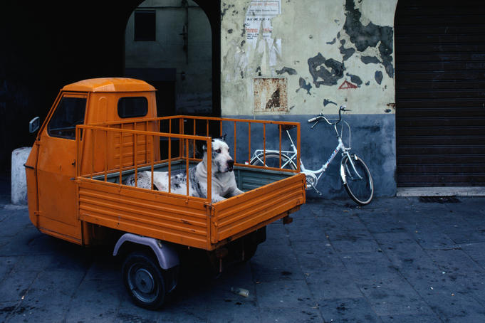 Huge great dane dog in the back of tiny orange 3-wheeled truck in Lucca.