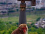 Monkey from the Iwatayama Monkey Park sitting beneath a viewing telescope in Kyoto.