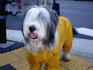 A pampered pooch in wet weather gear out for a walk in the rain in Kyoto.