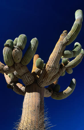 Candelabros cactus found only in the upper the Lluta Valley.