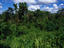 Image_1469-5