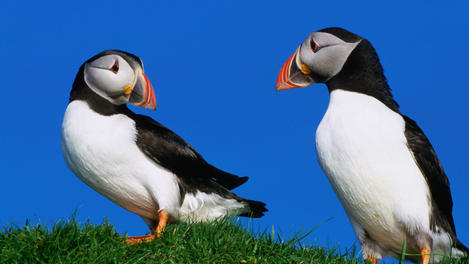 A pair of Puffins, Shetland Islands