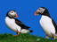 A pair of Puffins, Shetland Islands