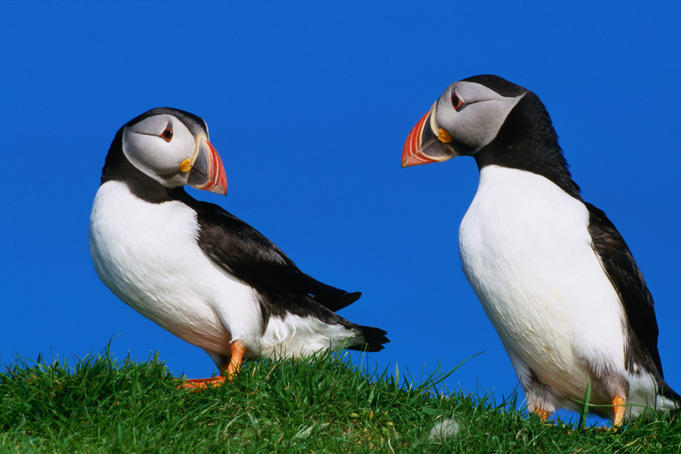 A pair of Puffins (Fratercula artica).