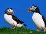 A pair of Puffins (Fratercula artica).