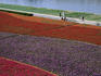 Gardens along the Hangang River in Seoul are a glorious carpet of colour in early summer.