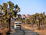 Motor home on road through Joshua trees.