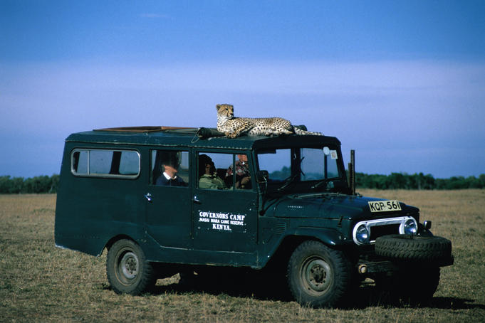Cheetah safari jeep #3