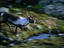 Image_14831-8