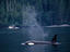 Image_14844-4