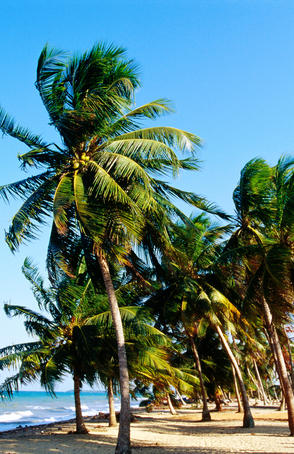 Beach with palm trees.