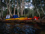 Myall Lake National Park, a paddlers paradise camped beneath Paperbark (Melaleuca)trees.
