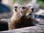 Marmota flaviventis, Grand Teton National Park