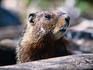 Yellow-bellied marmot (Marmota flaviventis) in the Grand Teton National Park.