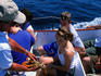 Scenic boat for Lobster fishing, near Perkins Cove, Ogunquit.