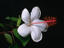 Kokio Keokeo blossom, Maui