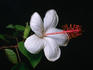 The Kokio Keokeo blossom or White Hibiscus (Hibiscus Arnottianus) is endemic to Hawaii. One subspecies is endangered.