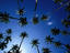 Kapuaiwa Coconut Grove, Hawaii
