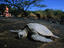Green turtles, Hawaii