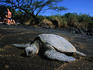Green turtles (Chelonia mydas) are an endangered species. They share the black sand beach with tourists.