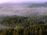 Fog shrouding pine forests in the Jackson Hole valley region of Grand Teton National Park.