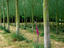 Tree Plantation, Brittany