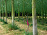 Tree Plantation near Pont Aven.
