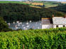 Grape vines with boats at anchor on River Fowey in background.