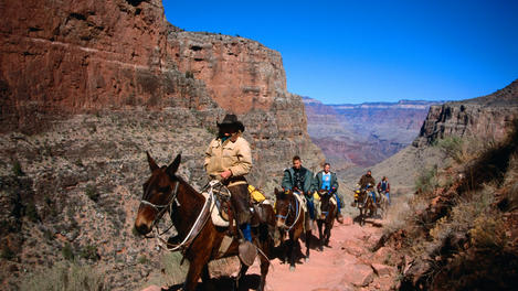 Mule tour, Grand Canyon National Park