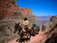 Mule tour, Grand Canyon National Park
