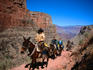 Tourists on mule tour.