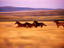 Herd of wild quarter horses, Southwest