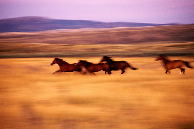 Herd of wild quarter horses.