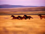 Herd of wild quarter horses.
