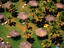 Image_15135-6
